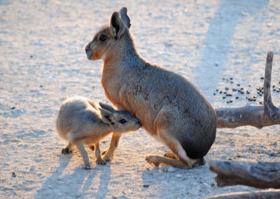 pampashase_10-v2.jpg pampashase_10-v2.jpg