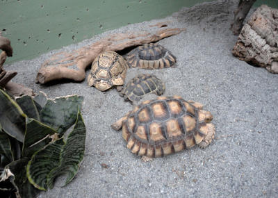 Jungtiere - der Zoo lebt