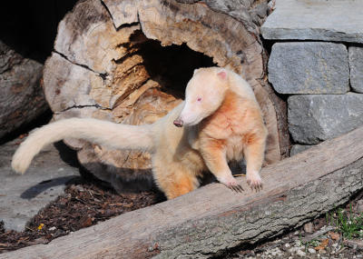 Jungtiere - der Zoo lebt