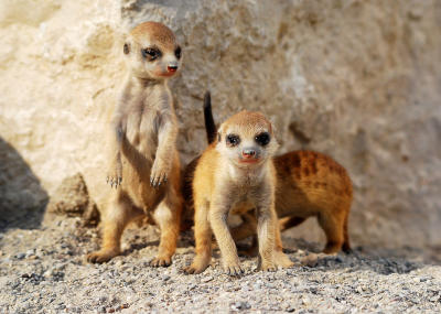 Jungtiere - der Zoo lebt