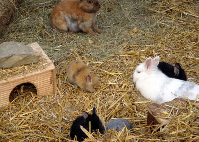 Jungtiere - der Zoo lebt