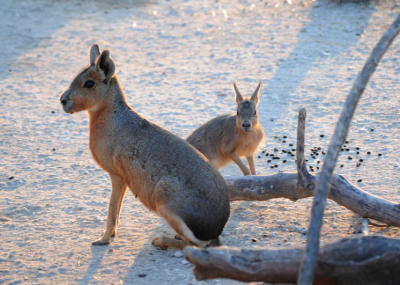 Jungtiere - der Zoo lebt
